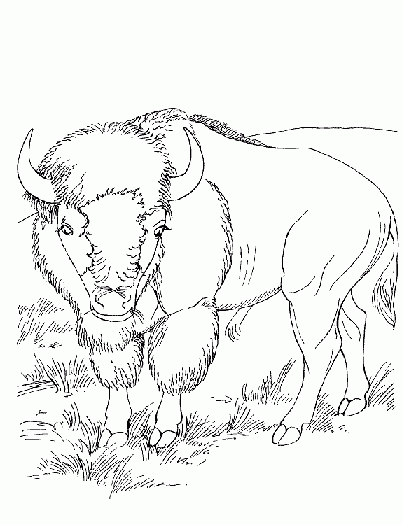 imagini de colorat animal salbatic bizon